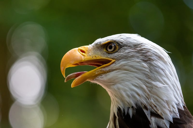 Eagle in the wild