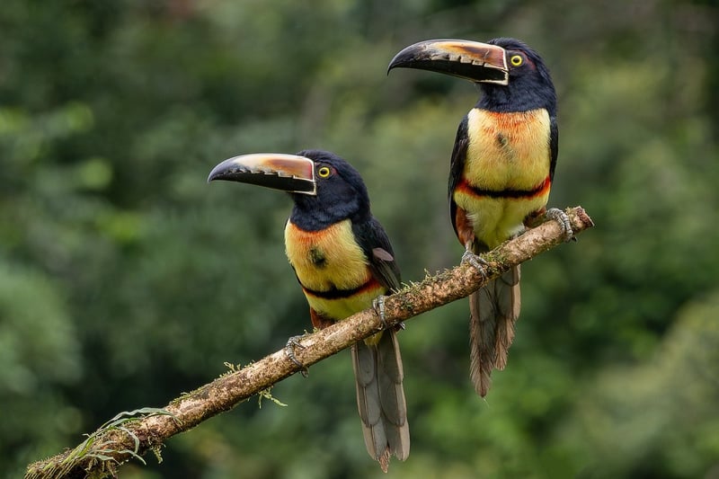 Jungle Trekking